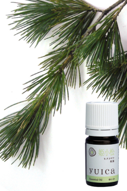 姫子松　ヒメコマツ　枝葉